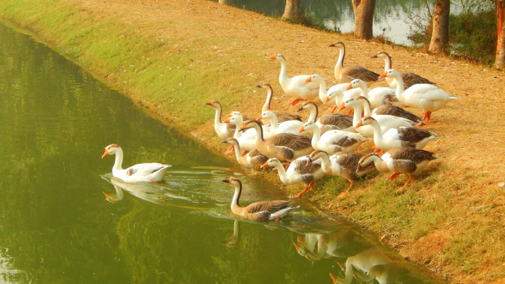 longowal-gate